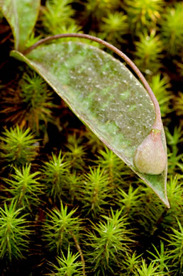 image of Erythronium umbilicatum ssp. umbilicatum, Dimpled Trout Lily, Dogtooth Violet