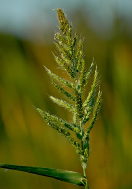 spikelet