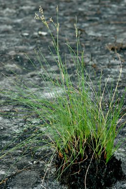 image of Fimbristylis castanea, Marsh Fimbry