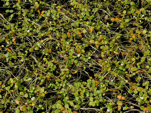 image of Gratiola amphiantha, Pool-sprite, Snorkelwort, Little Amphianthus