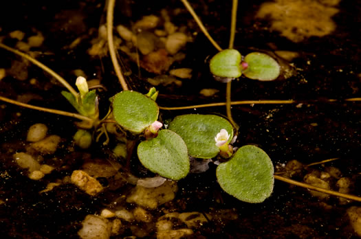 image of Gratiola amphiantha, Pool-sprite, Snorkelwort, Little Amphianthus