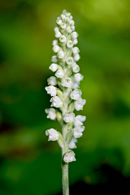 image of Goodyera pubescens, Downy Rattlesnake-orchid, Downy Rattlesnake-plantain