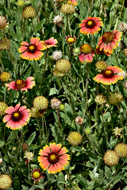 image of Gaillardia pulchella var. drummondii, Beach Blanket-flower, Gaillardia, Firewheel, Indian Blanket Flower