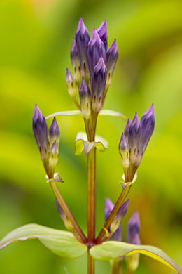 image of Gentianella quinquefolia, Stiff Gentian, Appalachian Gentianella, Fivefinger Gentian, Eastern Agueweed