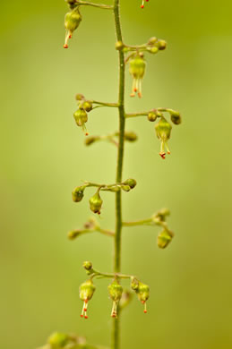 Heuchera americana, American Alumroot