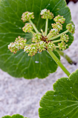 image of Hydrocotyle bonariensis, Dune Pennywort, Seaside Pennywort, Dune Water-pennywort, Largeleaf Pennywort