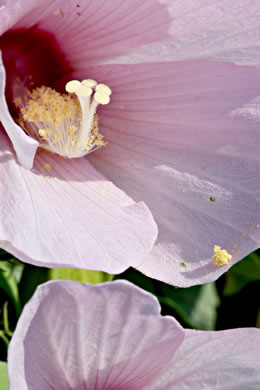 image of Hibiscus grandiflorus, Large-flowered Hibiscus, Swamp Rose Mallow, Swamp Hibiscus