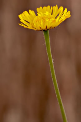 image of Helenium pinnatifidum, Savanna Sneezeweed, Southeastern Sneezeweed