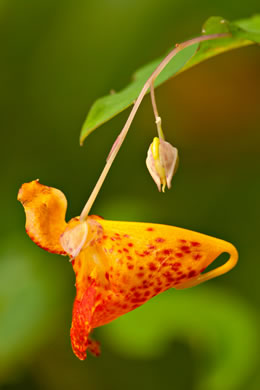 image of Impatiens capensis, Spotted Jewelweed, Spotted Touch-me-not, Orange Jewelweed, Orange Touch-me-not