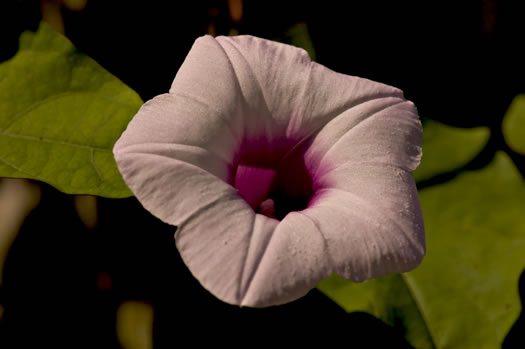 image of Ipomoea cordatotriloba var. cordatotriloba, Coastal Morning Glory, Tie-vine, Cotton Morning Glory