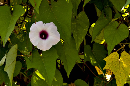 image of Ipomoea cordatotriloba var. cordatotriloba, Coastal Morning Glory, Tie-vine, Cotton Morning Glory