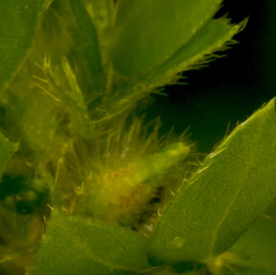 image of Kallstroemia maxima, Greater Caltrop