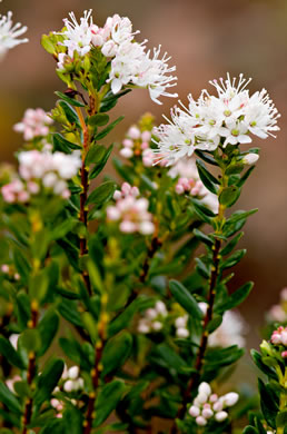 image of Kalmia buxifolia, Sand-myrtle, Mountain Myrtle