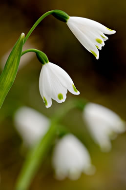 image of Leucojum aestivum, Summer Snowflake