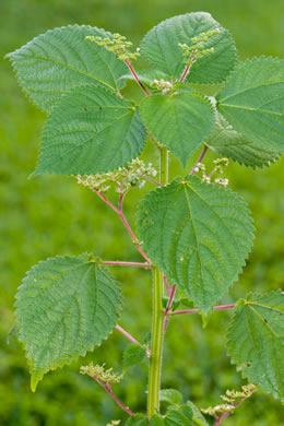 image of Laportea aestuans, West Indian Wood-nettle