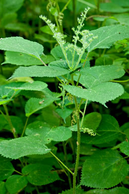 image of Laportea canadensis, Canada Wood-nettle