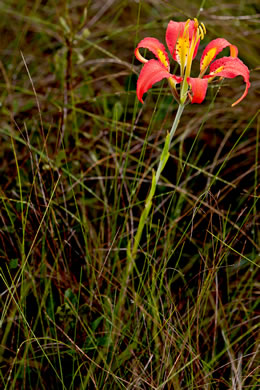 image of Lilium catesbyi, Pine Lily, Catesby's Lily, Leopard Lily