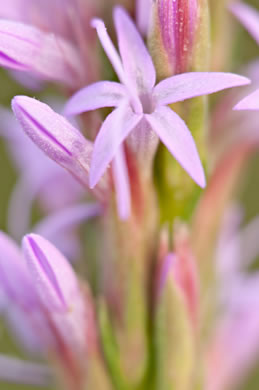 image of Liatris chapmanii, Chapman's Blazing-star