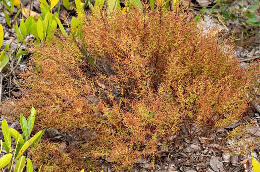 image of Lechea deckertii, Deckert's Pinweed