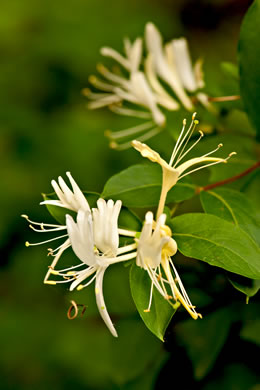 image of Lonicera japonica, Japanese Honeysuckle