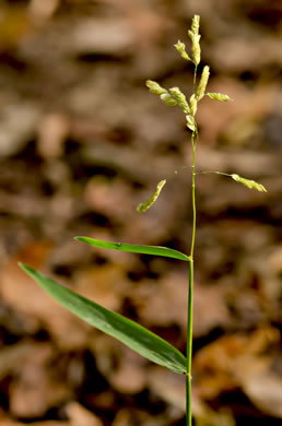 spikelet