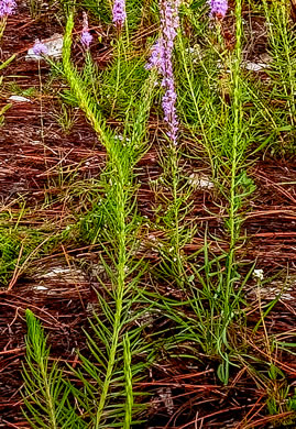 image of Liatris chapmanii, Chapman's Blazing-star