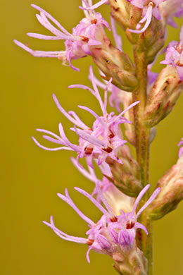 image of Liatris resinosa, Dense Blazing-star, Bog Blazing-star