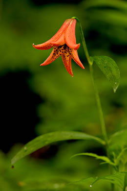 image of Lilium grayi, Gray's Lily, Roan Lily