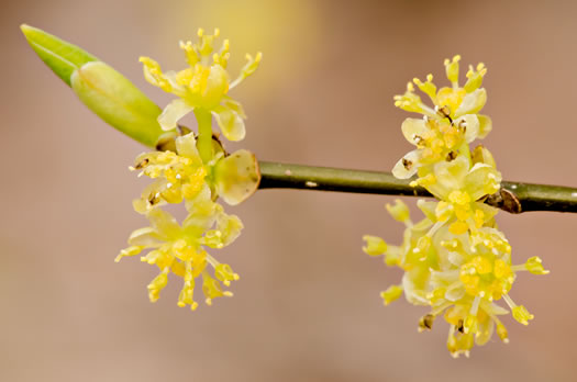 image of Lindera benzoin, Northern Spicebush, Wild Allspice