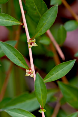 image of Ludwigia repens, Creeping Seedbox