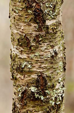 image of Malus angustifolia, Southern Crabapple, Wild Crabapple