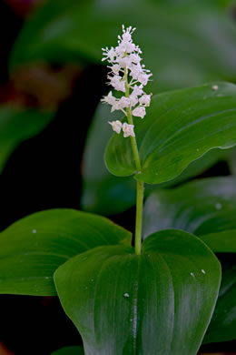 image of Maianthemum canadense, Canada Mayflower, "False Lily-of-the-valley", "Wild Lily-of-the-valley"