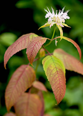 image of Monarda clinopodia, Basil Bergamot, Basil Beebalm, White Bergamot, Basil Balm