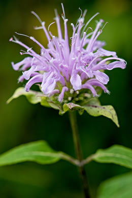 image of Monarda fistulosa +, Wild Bergamot