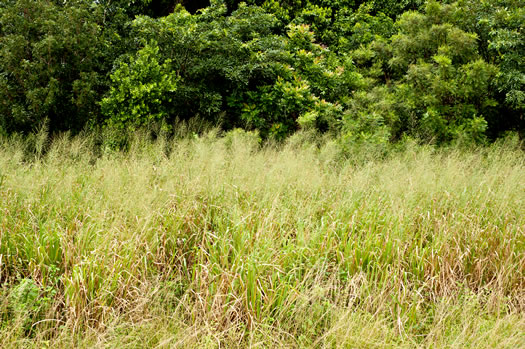 image of Megathyrsus maximus, Guinea Grass