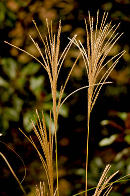 image of Miscanthus sinensis, Chinese Silvergrass, Eulalia