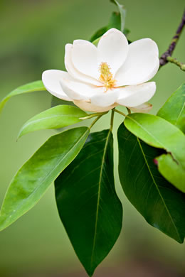 image of Magnolia virginiana +, Sweetbay, Sweetbay Magnolia, Swampbay