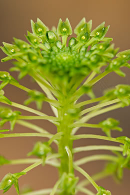 image of Malaxis unifolia, Green Adder's-mouth