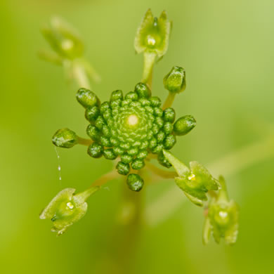 image of Malaxis unifolia, Green Adder's-mouth