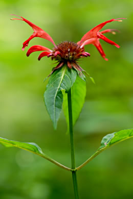 image of Monarda didyma, Scarlet Beebalm, Oswego Tea