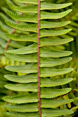 image of Nephrolepis cordifolia var. cordifolia, Narrow Sword Fern, Tuber Sword Fern, Fishbone Fern, Ladder Fern