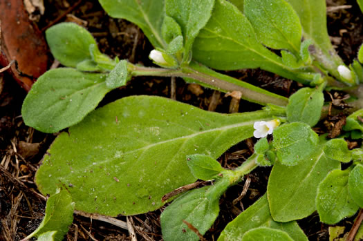 image of Nama jamaicensis, Jamaica Weed, Fiddleleaf, Fiddleleaf Nama