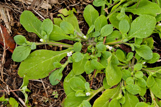 image of Nama jamaicensis, Jamaica Weed, Fiddleleaf, Fiddleleaf Nama