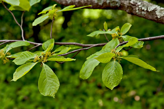 image of Nyssa sylvatica, Blackgum, Black Tupelo, Sour Gum