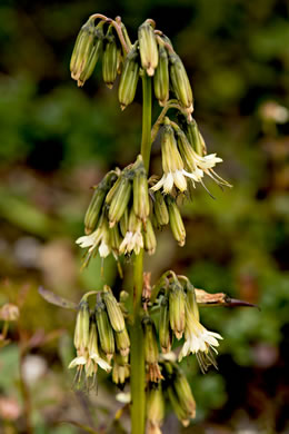 image of Nabalus trifoliolatus, Gall-of-the-earth, Three-leaved Rattlesnake-root