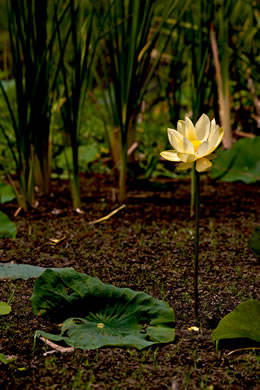 image of Nelumbo lutea, Yonkapin, American Lotus-lily, Yellow Nelumbo, Pond-nuts