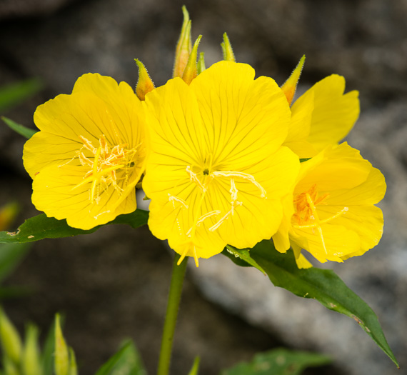 image of Oenothera fruticosa var. fruticosa, Narrowleaf Sundrops