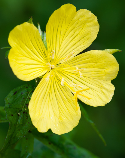 image of Oenothera fruticosa var. fruticosa, Narrowleaf Sundrops