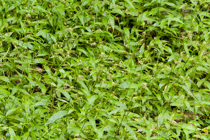 image of Oplismenus setarius, Shortleaf Basketgrass, Woods-grass, Bristle Basketgrass