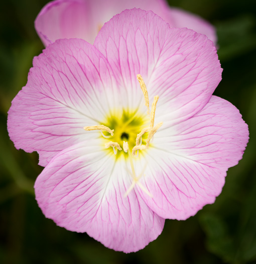 image of Oenothera speciosa, Showy Evening Primrose, White Evening Primrose, Pink-ladies, Pink Evening Primrose